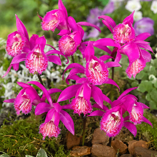 Tuinorchidee 'Tongariro' - Bakker