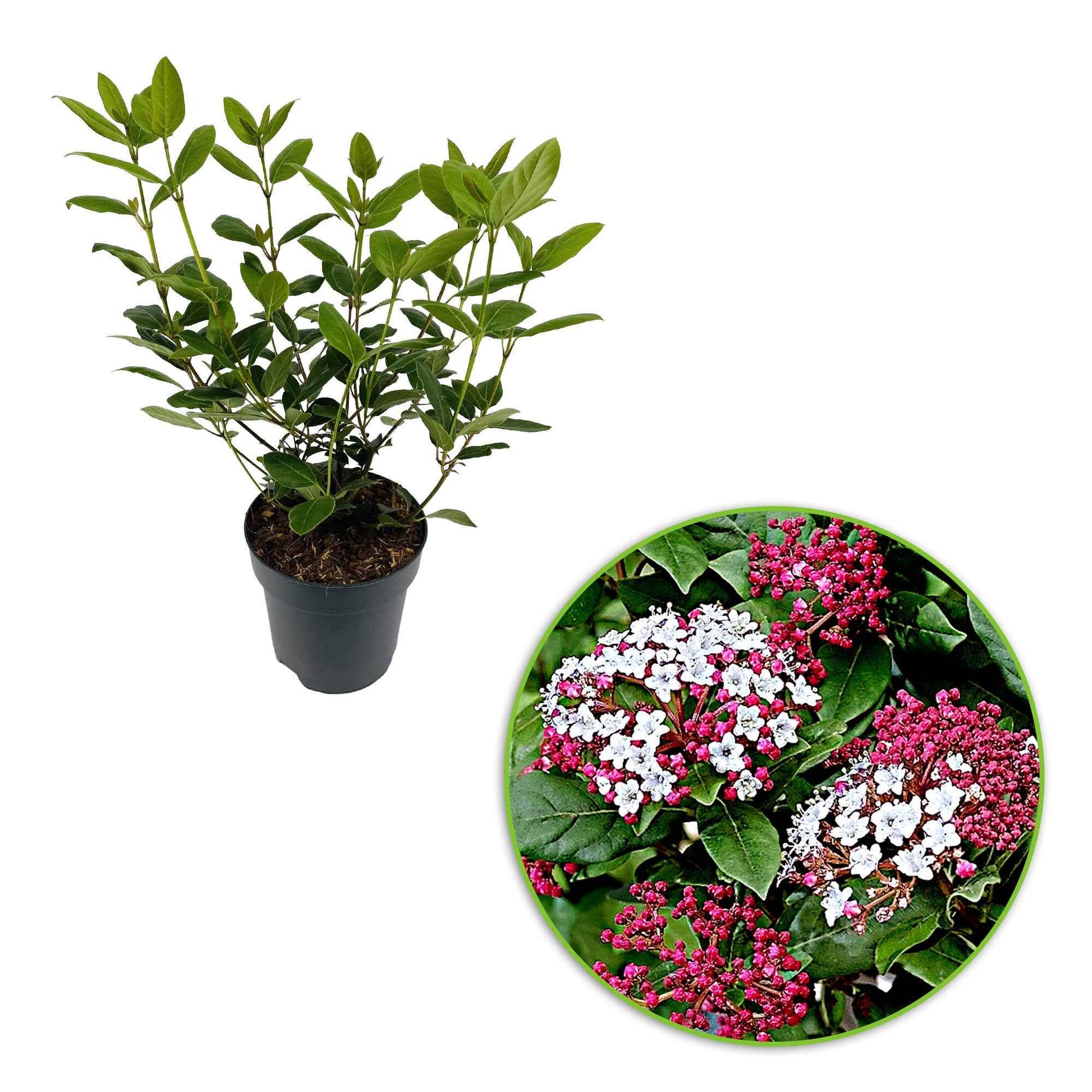 Sneeuwbal 'Gwenllian' - Viburnum tinus gwenllian - Heesters en vaste planten