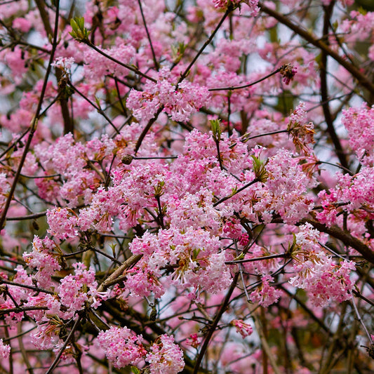 Wintersneeuwbal 'Dawn' - Viburnum bodnantense dawn - Heesters