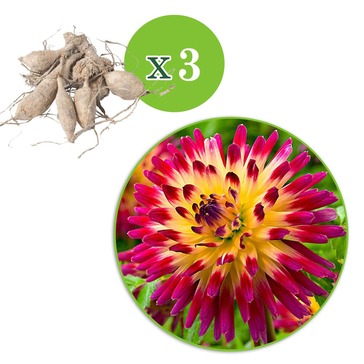 Dahlia 'tahiti sunrise' - Dahlia 'Tahiti Sunrise' (x3) - Dahlia 
