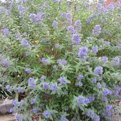 Caryopteris 'Heavenly Blue' - Bakker