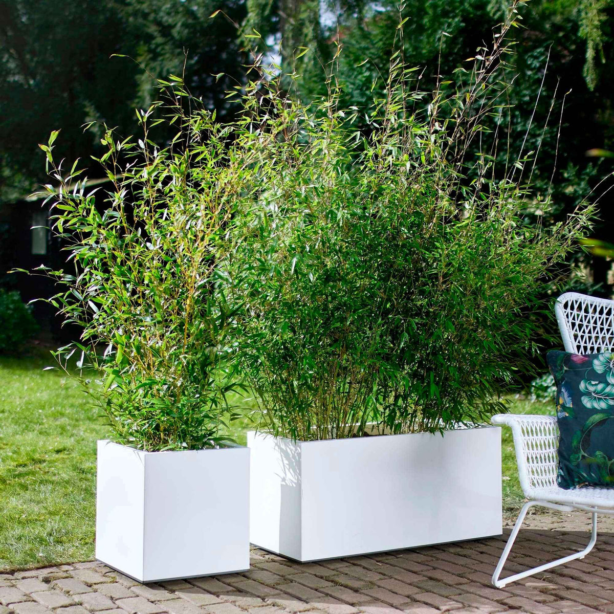 Bamboe Fargesia rufa - Fargesia rufa - Bakker