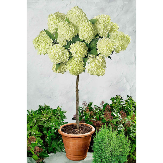 Pluimhortensia 'Limelight' - Hydrangea paniculata limelight ® - Tuinplanten