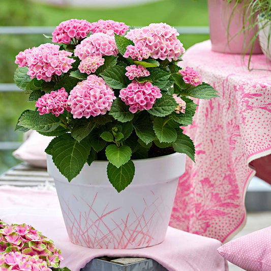 Boerenhortensia 'Revolution Pink' - Hydrangea macrophylla 'revolution pink' - Hortensia