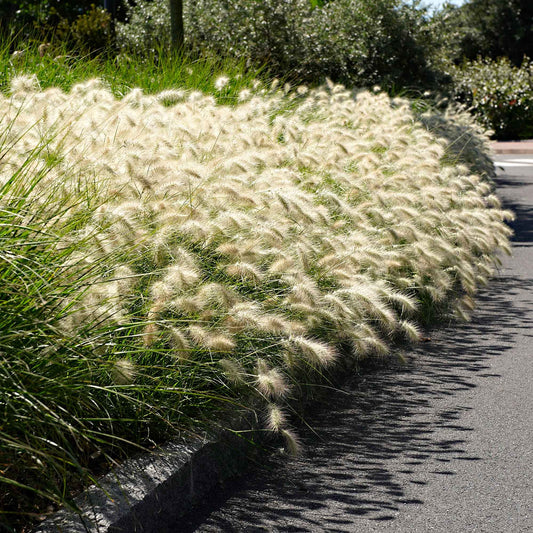 Lampenpoetsersgras 'Hameln' - Pennisetum alopecuroides hameln - Tuinplanten