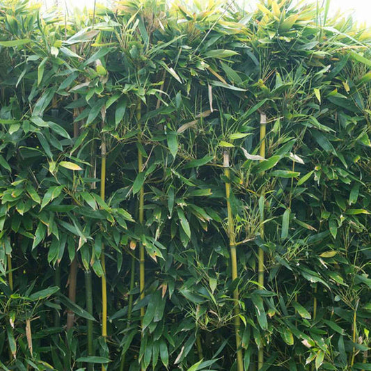 Bamboe Phyllostachys - Phyllostachys bissetii - Tuinplanten