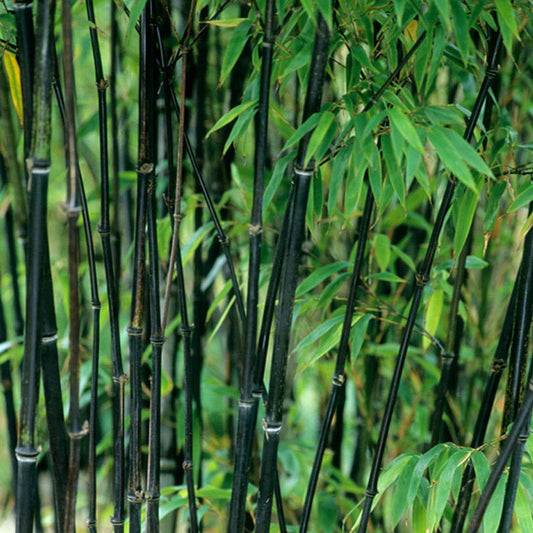 Zwarte bamboe Phyllostachys - Phyllostachys nigra - Tuinplanten