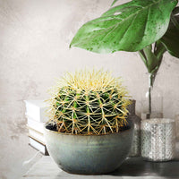 Schoonmoedersstoel - Cactus Echinocactus grusonii - Kamerplanten