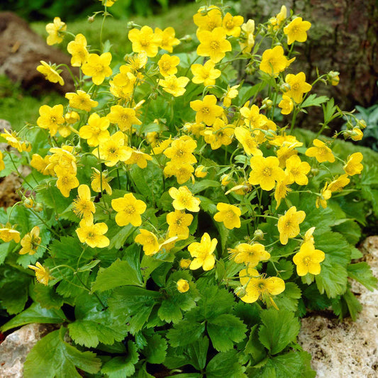 Goudaardbei (x3) - Waldsteinia ternata - Tuinplanten