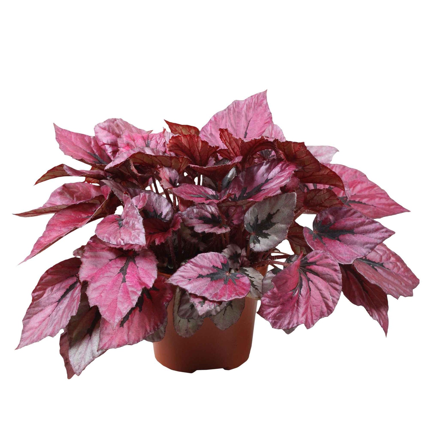 Begonia