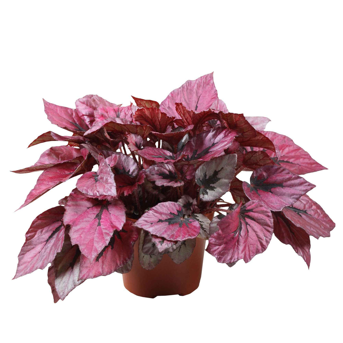 Bladbegonia 'Indian Summer' - Bakker