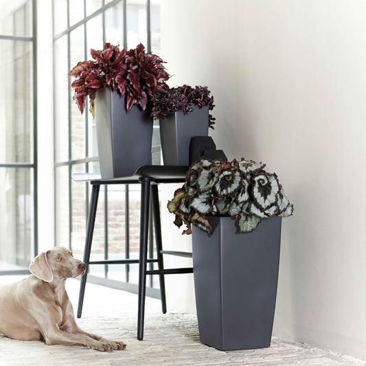 Bladbegonia 'Evening Glow' - Bakker