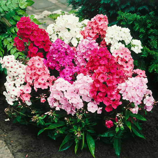 Vlambloem Mix (x5) - Phlox paniculata - Tuinplanten