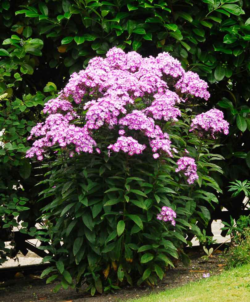 Vlambloem 'Laura' (x3) - Bakker