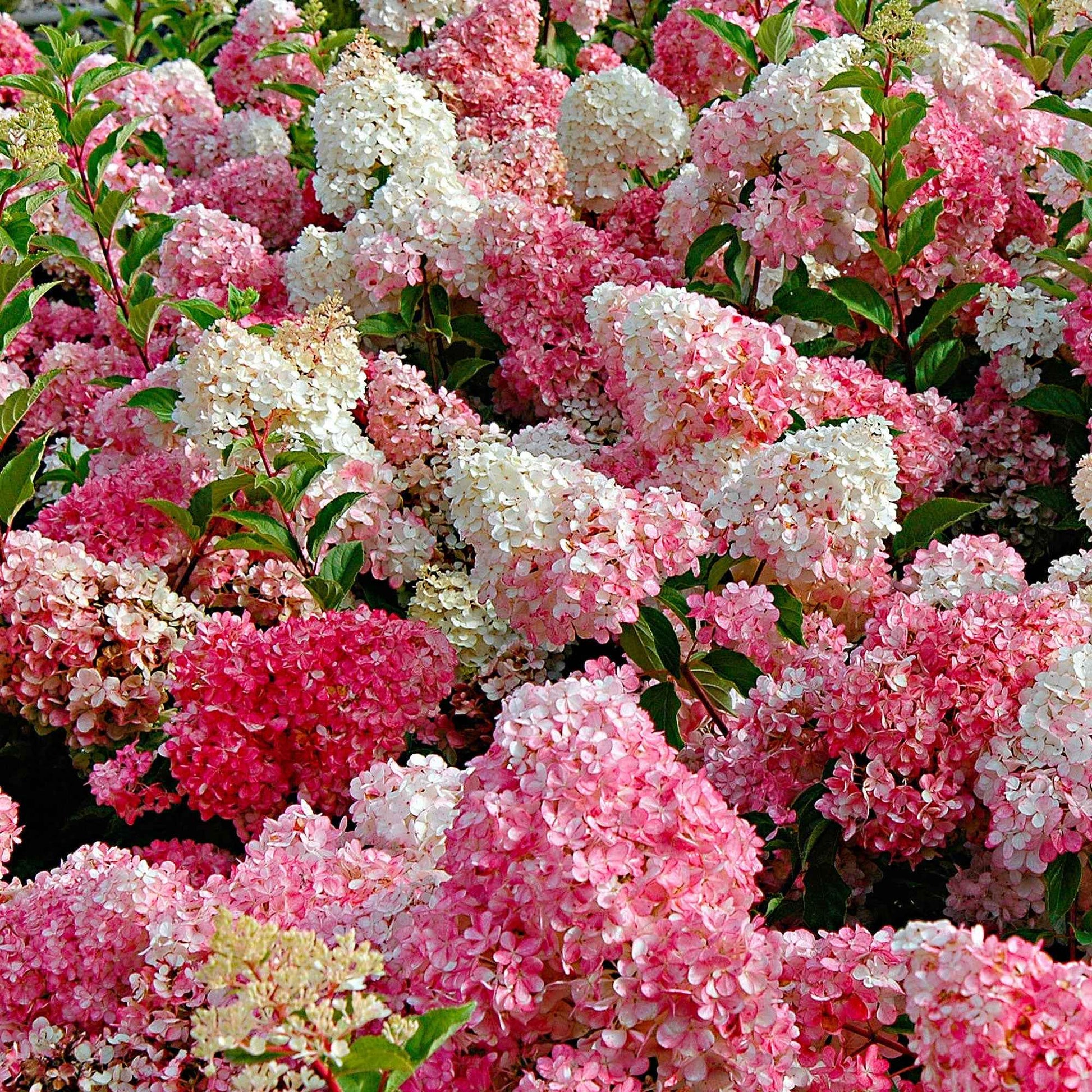 Pluimhortensia 'Vanille Fraise' - Hydrangea paniculata vanille fraise ® ‘renhy’ - Tuinplanten