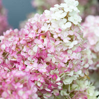 Pluimhortensia 'Vanille Fraise' - Hydrangea paniculata vanille fraise ® ‘renhy’ - Plantsoort