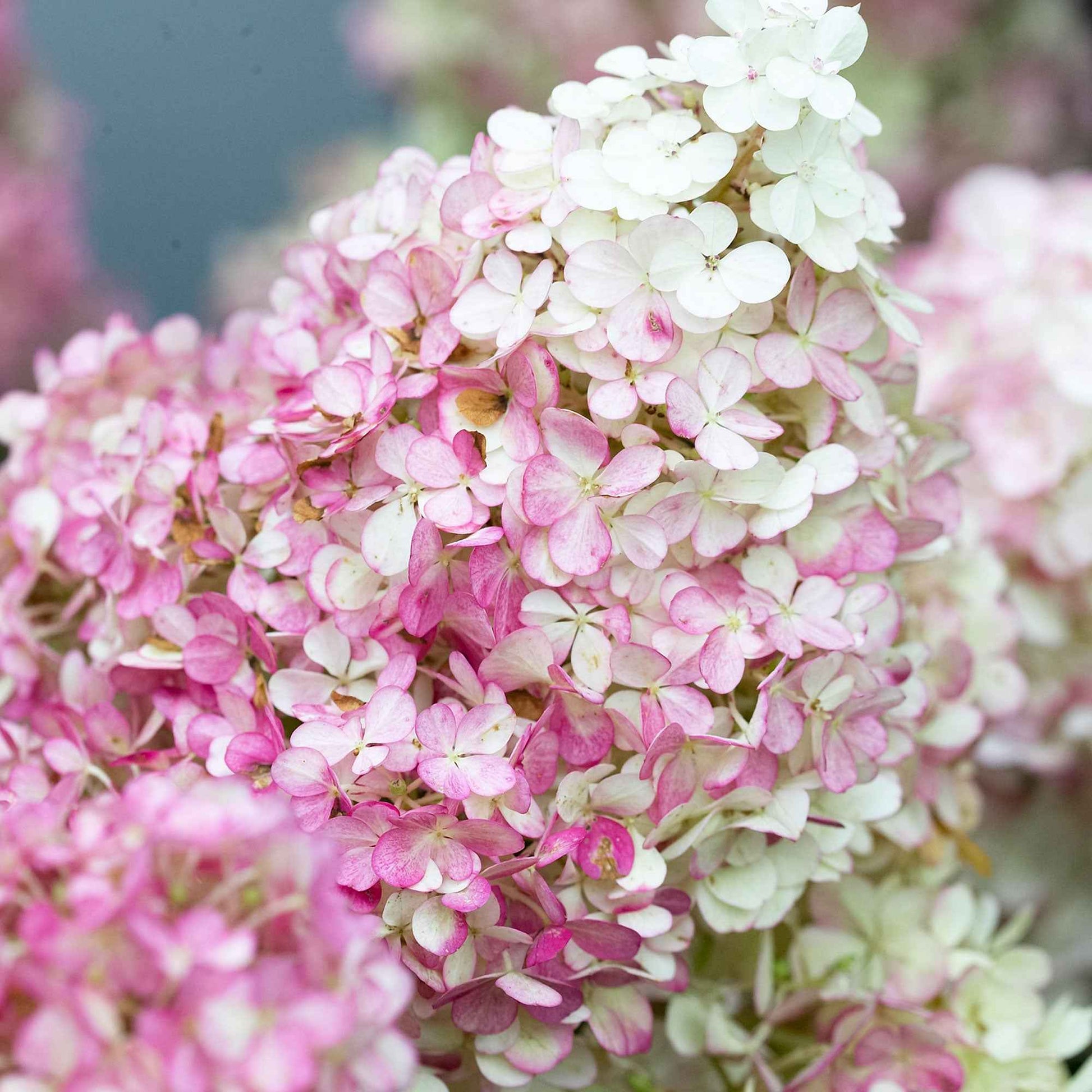 Met de angst in het lijf leggen Moskovieten bloemen voor Navalny: ‘Ik Met de angst in het lijf leggen Moskovieten bloemen voor Navalny: ‘Ik