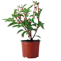 Pluimhortensia 'Vanille Fraise' - Hydrangea paniculata vanille fraise ® ‘renhy’ - Hortensia