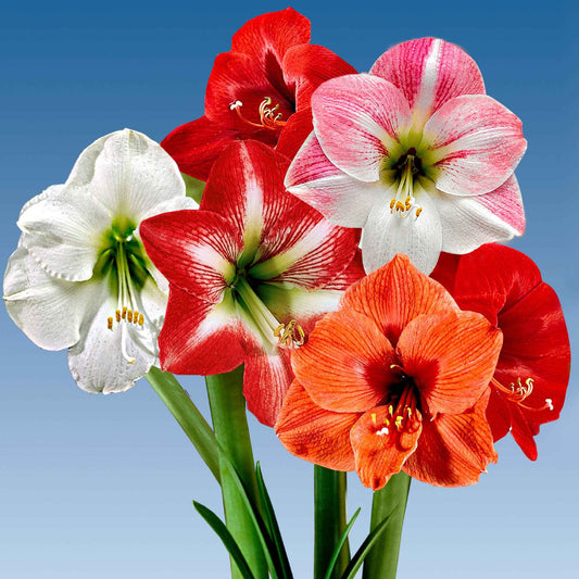 Amaryllis Mix (x3) - Bakker