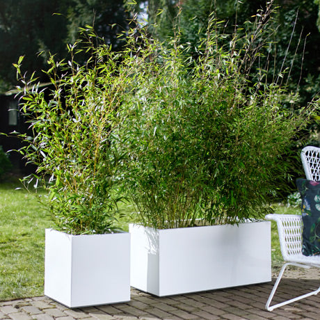 Tuinplanten