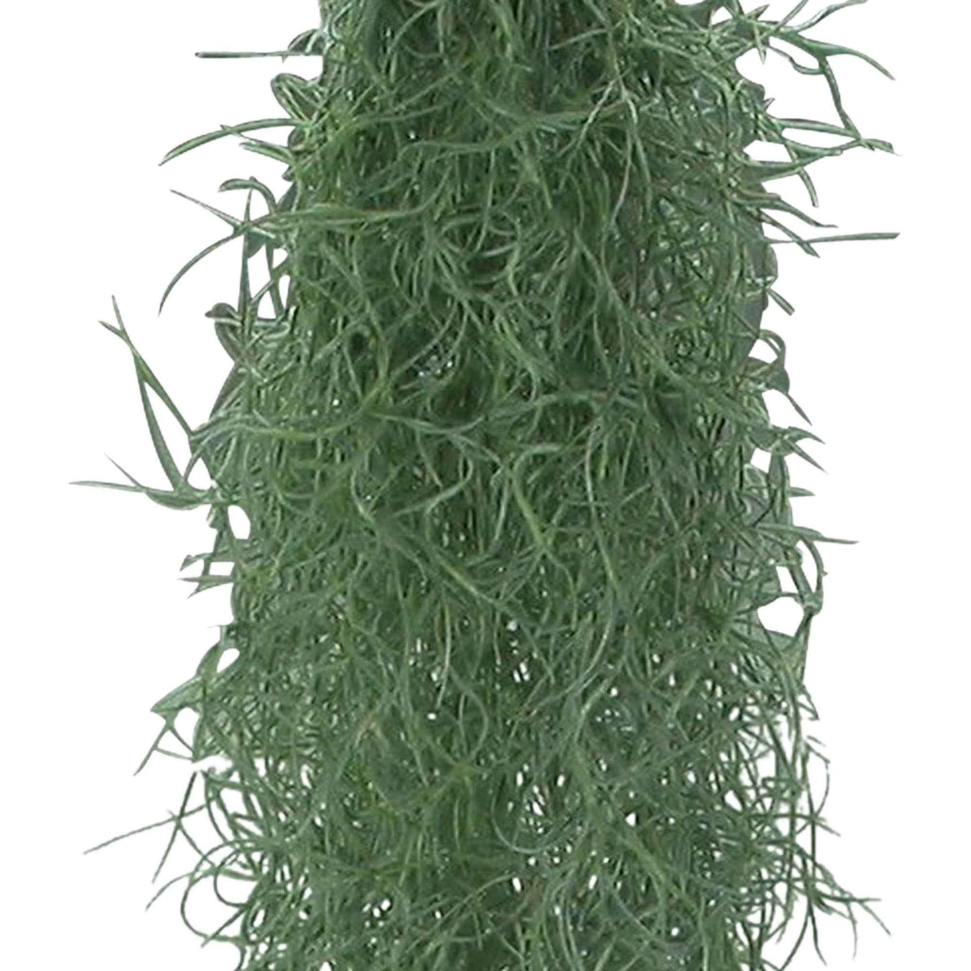 Spaans mos - Tillandsia usneoides - Groene kamerplanten