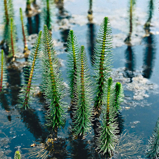 Watermeloen - Hippuris vulgaris - Bakker