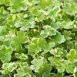 Variegata waterschaal - Bakker