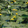 Gele plomp - Nuphar lutea - Vijvers