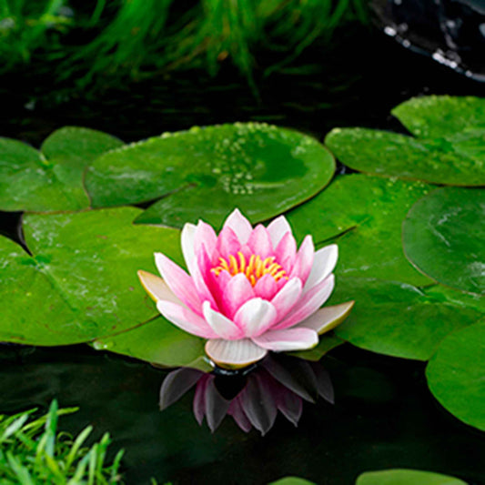 Waterlelie attractie - Bakker