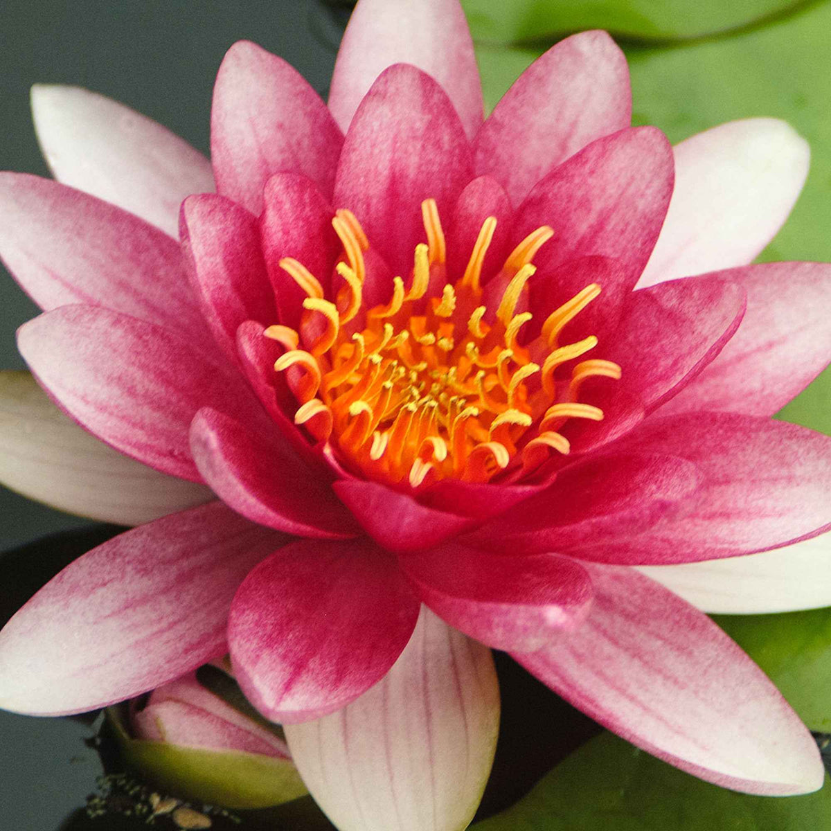 Waterlelie attractie - Waterlelies - Bakker