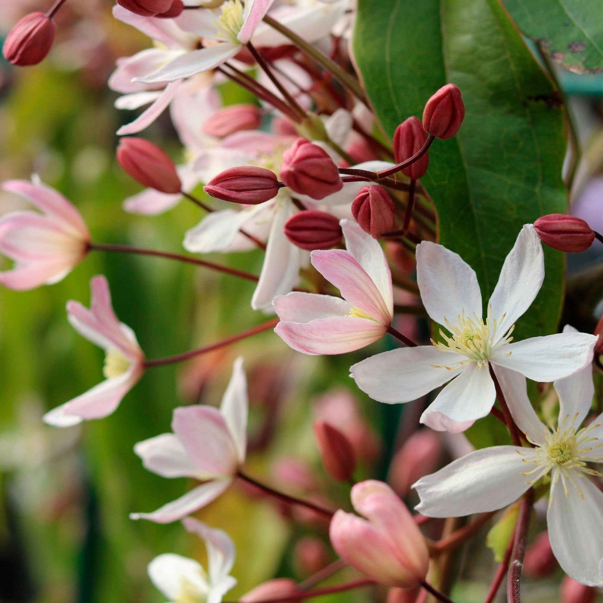 Bosrank ‘Apple Blossom' - Clematis armandii 'apple blossom' - Tuinplanten