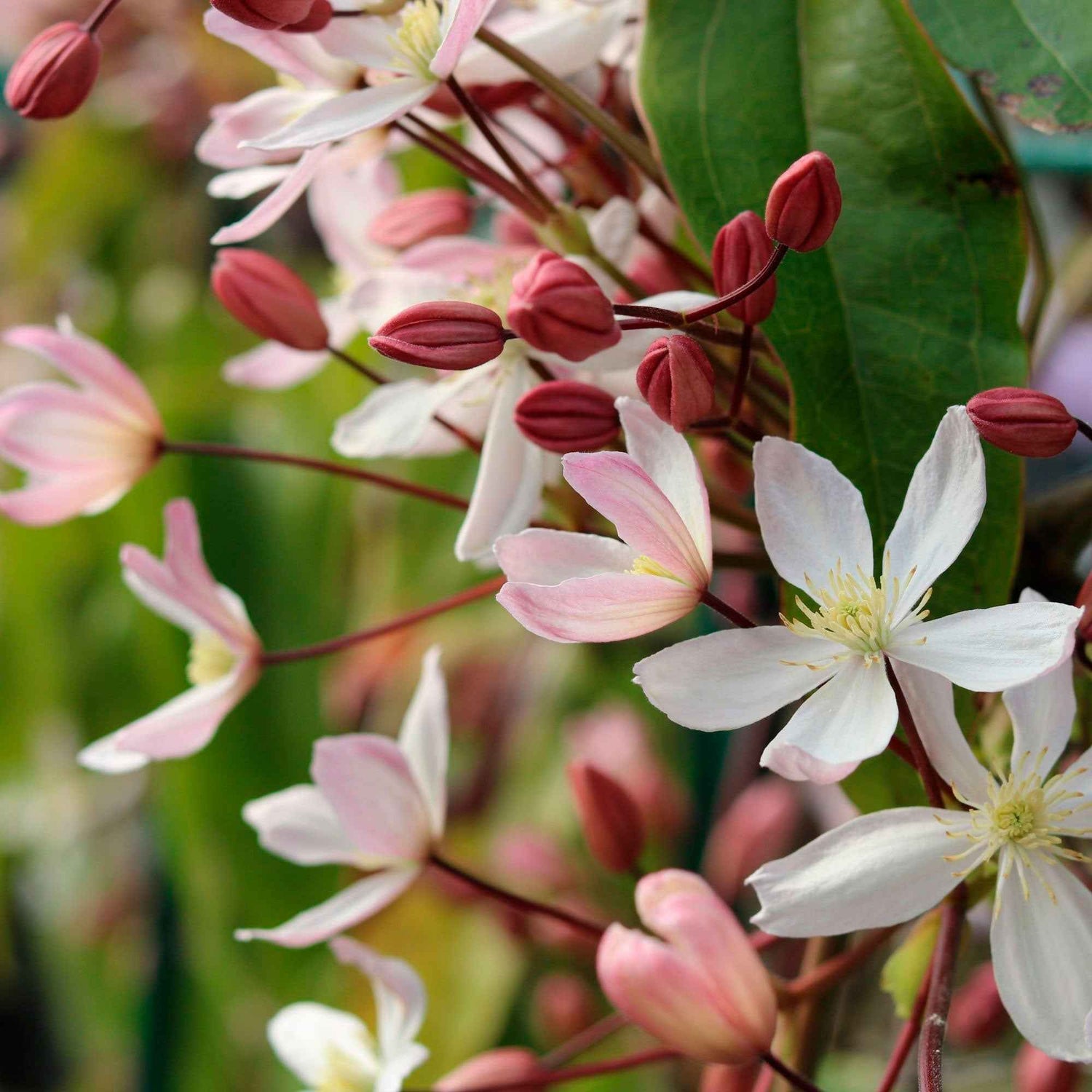 Clematis armandii - Armand's bosrank