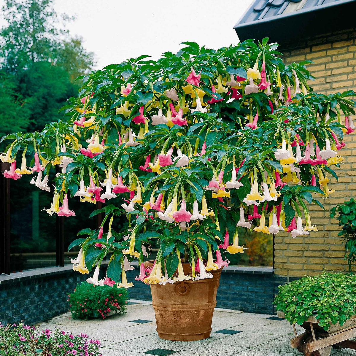 Engelentrompet 'Tricolor' - Bakker