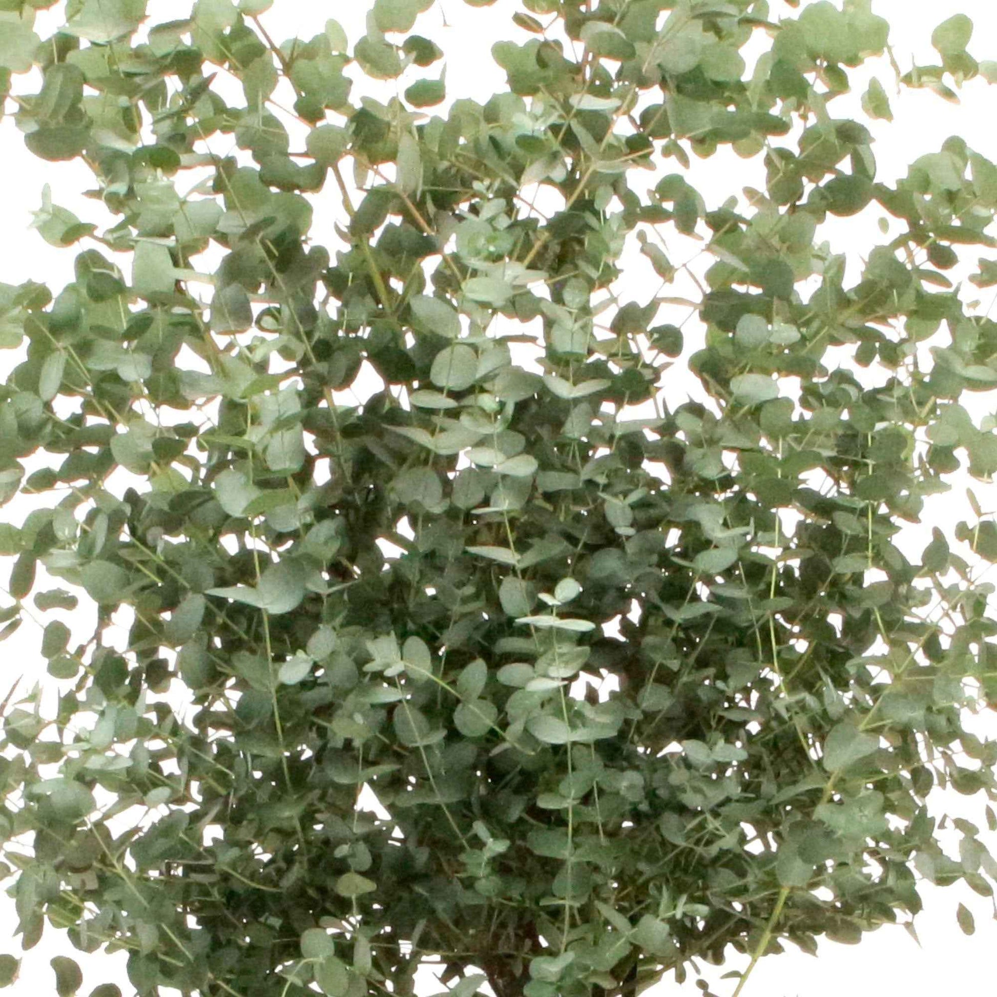 Eucalyptus gunnii - Eucalyptus gunnii Silverana - Heesters en vaste planten