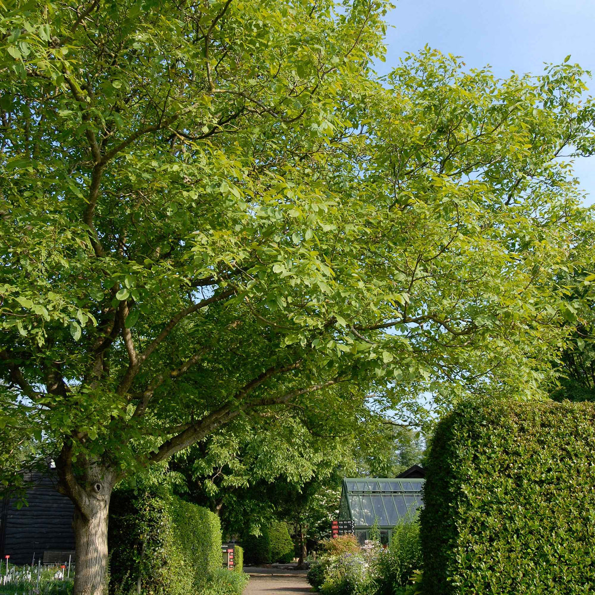 Walnotenboom - Bakker