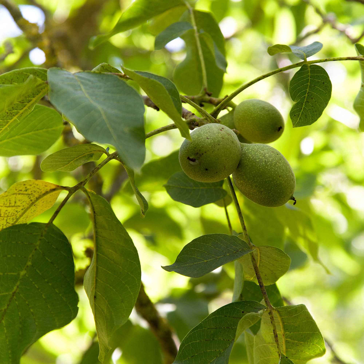 Juglans regia - Walnotenboom - Walnotenboom