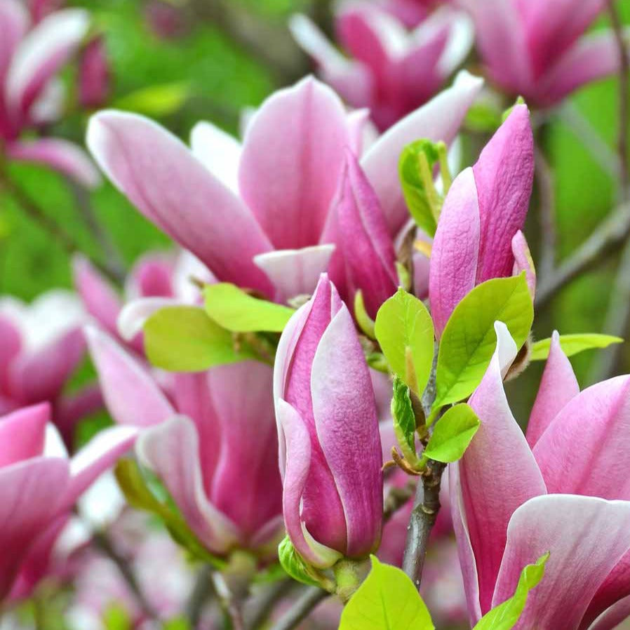 Magnolia soulangeana - Magnolia - Magnolia