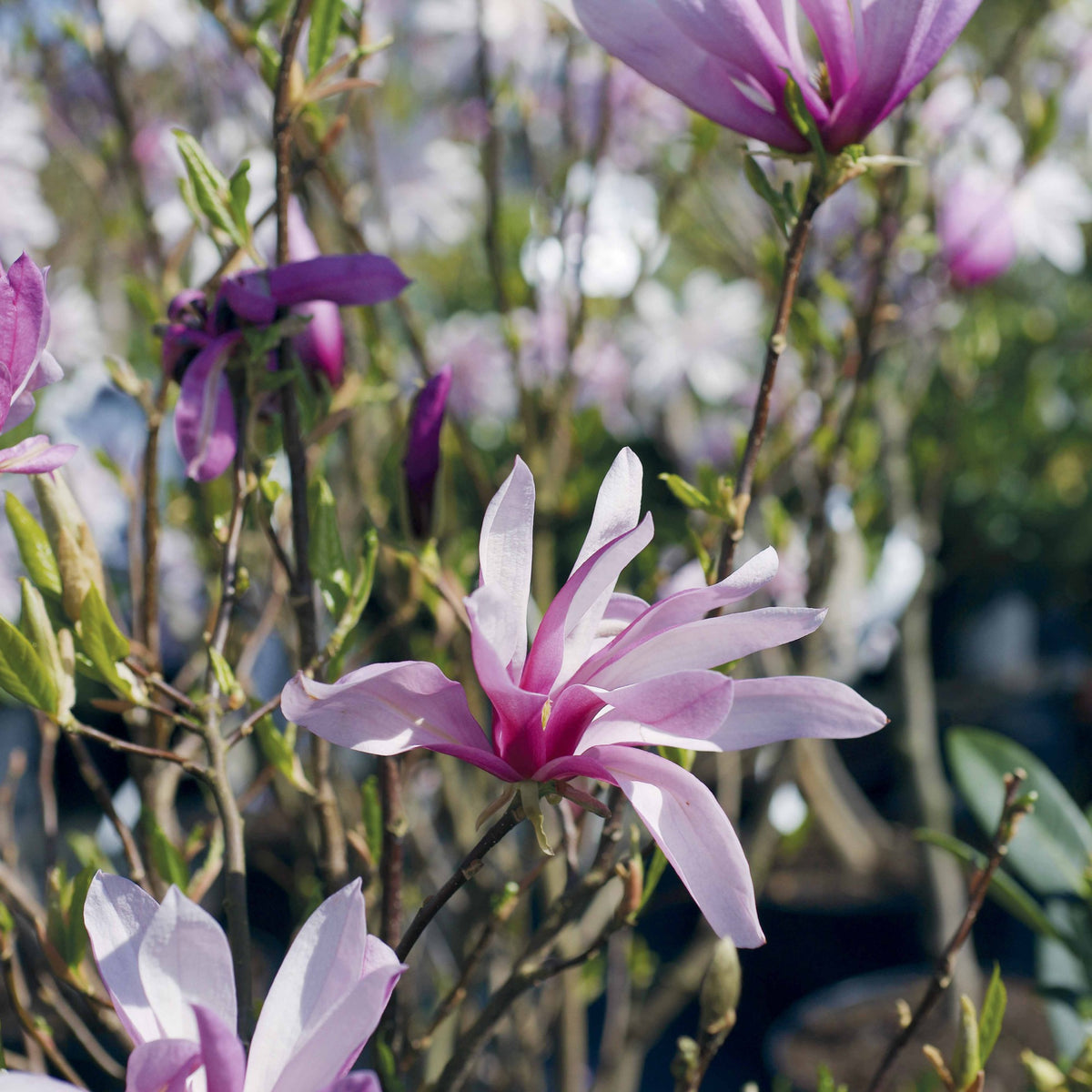 Verkoop Magnolia