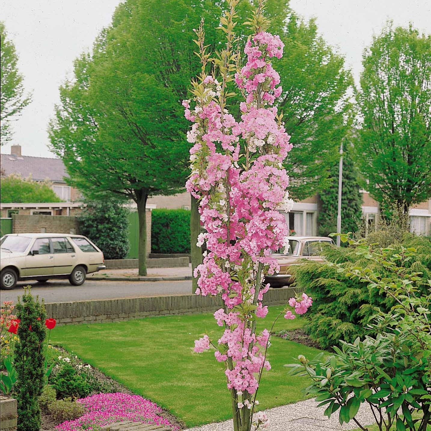 Prunus serrulata amanogawa - Japanse sierkers 'Amanogawa' - Japanse kersenbloesem - Prunus