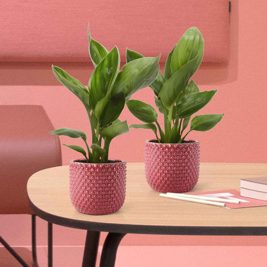 Paradijsvogelplant - Bakker