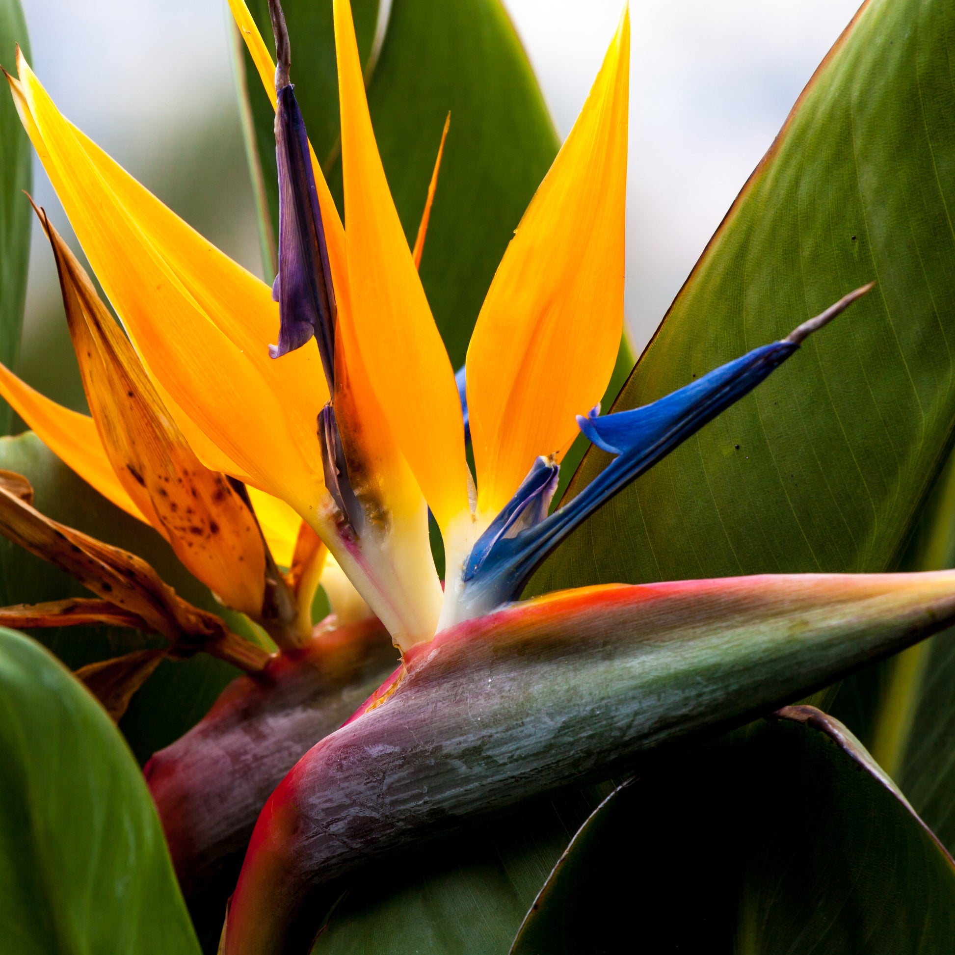 Strelitzia - Paradijsvogelplant - Strelitzia reginae humilis