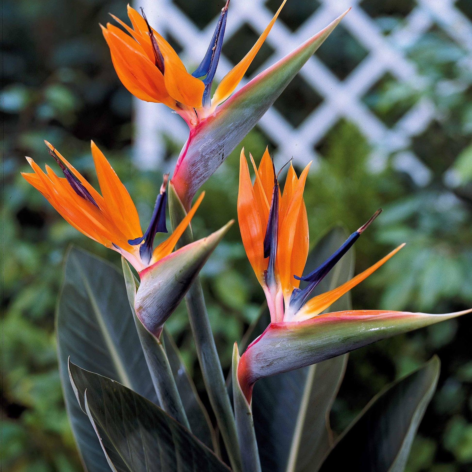 Verkoop Paradijsvogelplant - Strelitzia reginae humilis