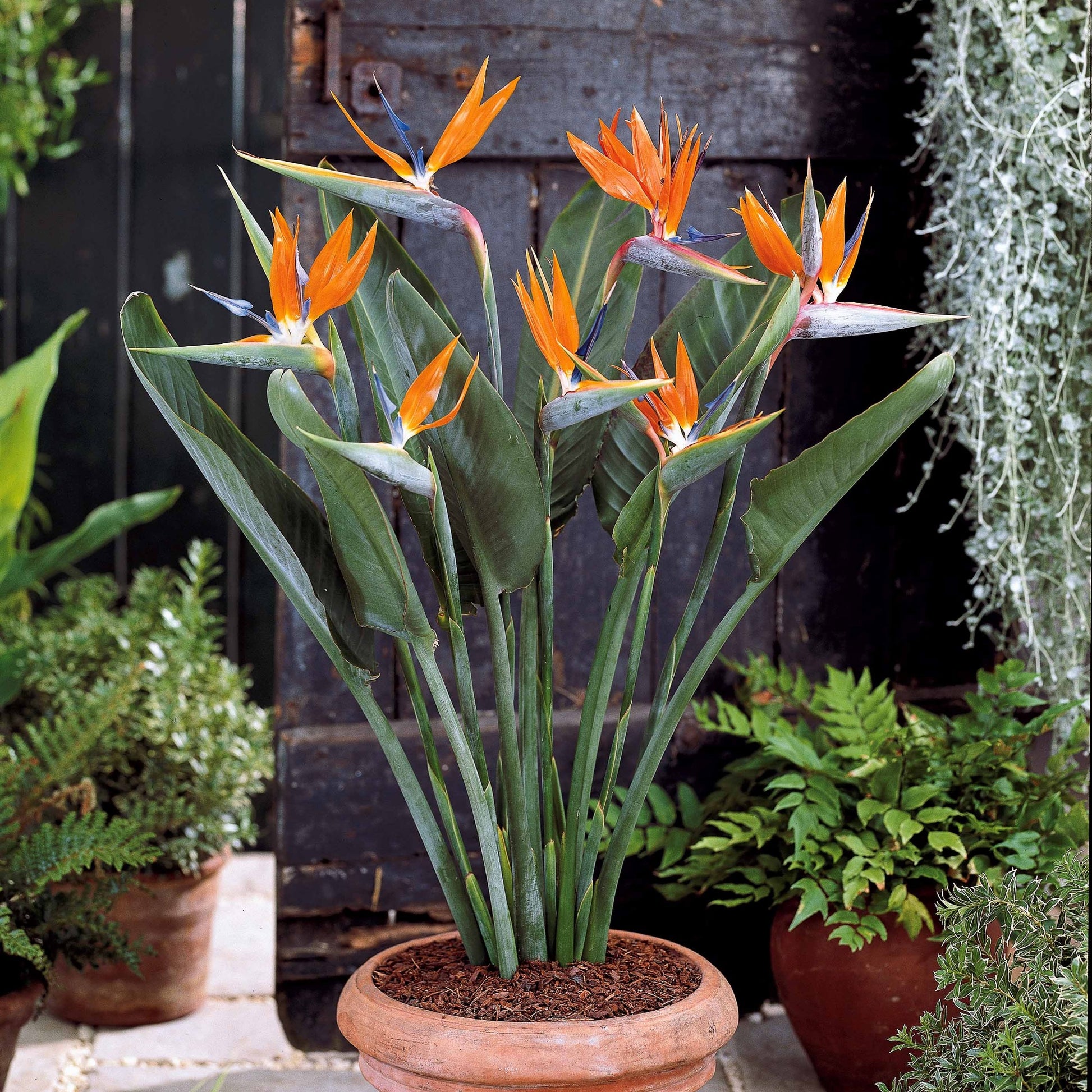 Verkoop Paradijsvogelplant