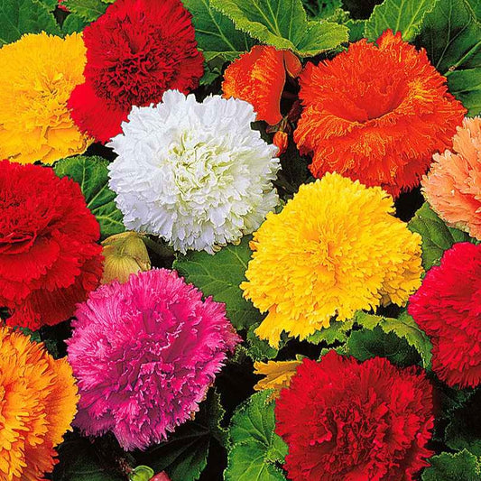 Begonia 'Frimbiata' (x10) - Bakker