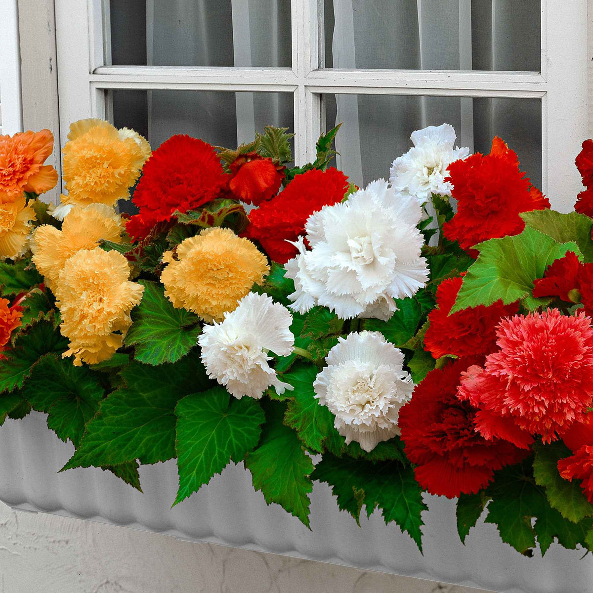 Begonia 'Frimbiata' (x10) - Begonia fimbriata - Bakker