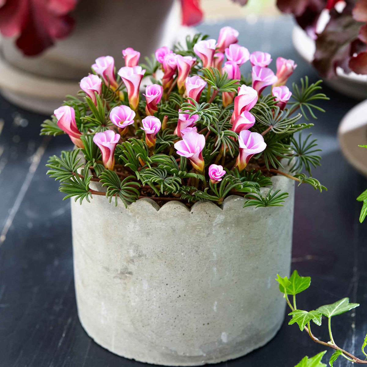 Klaverzuring 'Autumn Pink' (x5) - Bakker