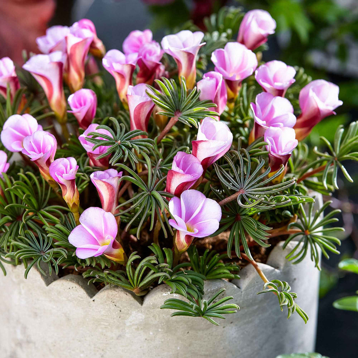 Klaverzuring 'Autumn Pink' (x5) - Oxalis Autumn Pink - Bakker