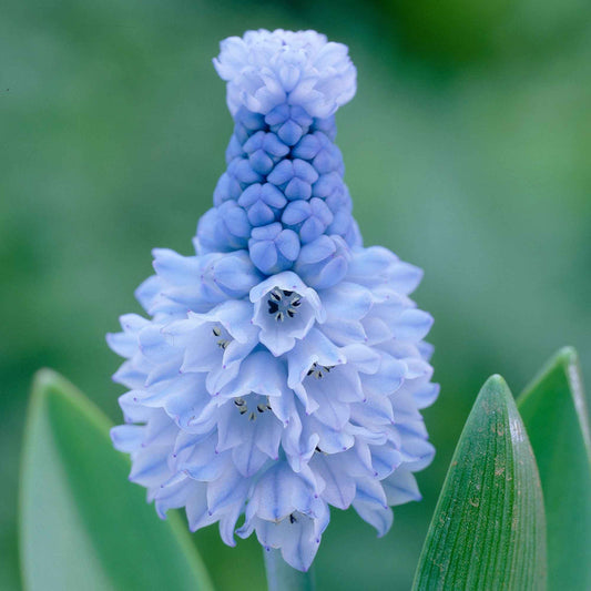 Blauwe druifjes (x15) - Pseudomuscari azureum - Bloembollen