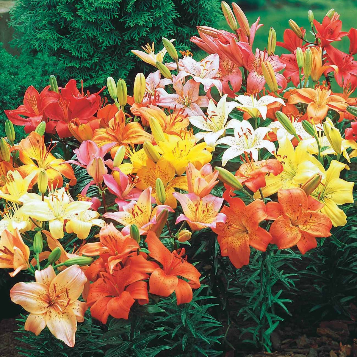 Lelie - Asiatische lelie 'Mid Century' - Lilium mid-century