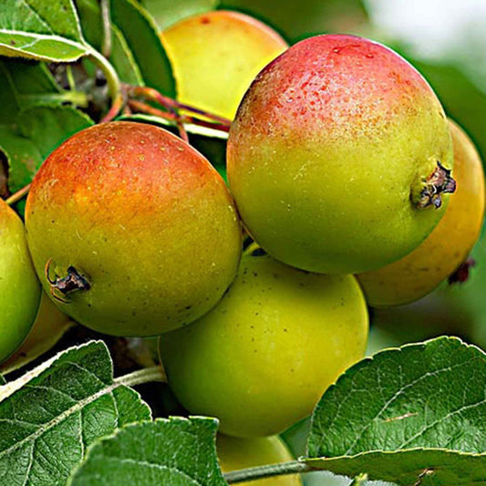 Appelboom 'Gala' - Malus domestica 'gala' - Fruit